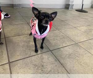 Chihuahua-Unknown Mix Dogs for adoption in San Antonio, TX, USA
