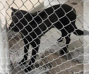 German Shepherd Dog-Huskies Mix Dogs for adoption in Anchorage, AK, USA