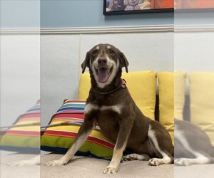Borador Dogs for adoption in Lacombe, LA, USA