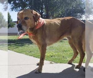 Labrador Retriever-Unknown Mix Dogs for adoption in San Antonio, TX, USA