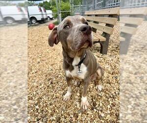 Unknown-Weimaraner Mix Dogs for adoption in Forestville, MD, USA