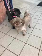 Shih Tzu Dogs for adoption in Holland, MI, USA