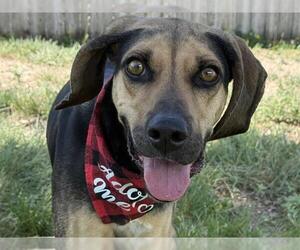 Beagle-Unknown Mix Dogs for adoption in Pueblo, CO, USA