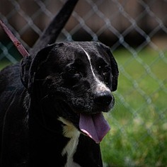 Boxador Dogs for adoption in Rogersville, TN, USA