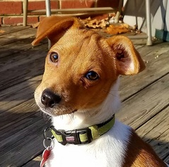 Small Jack Russell Terrier Mix