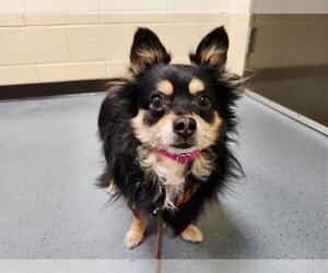 Chihuahua Dogs for adoption in Denver, CO, USA