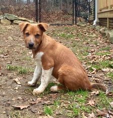 Mutt Dogs for adoption in Wyckoff, NJ, USA