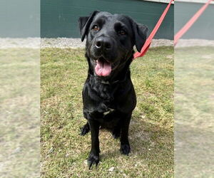 Labrador Retriever-Unknown Mix Dogs for adoption in Naples, FL, USA