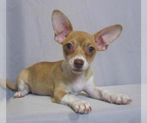 Chiweenie Dogs for adoption in Colorado Springs, CO, USA