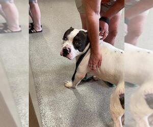 American Pit Bull Terrier-Unknown Mix Dogs for adoption in Louisville, KY, USA