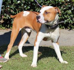 Bulloxer Dogs for adoption in Columbus, GA, USA