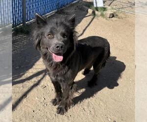 Chow Chow-Unknown Mix Dogs for adoption in HESPERIA, CA, USA