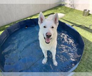 German Shepherd Dog Dogs for adoption in Pasadena, CA, USA