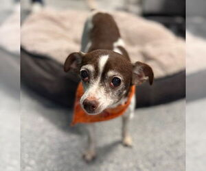 Chihuahua-Unknown Mix Dogs for adoption in Warrenton, VA, USA