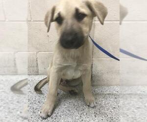 German Shepherd Dog Dogs for adoption in Conroe, TX, USA