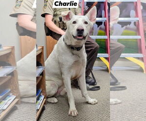 German Shepherd Dog-Great Pyrenees Mix Dogs for adoption in MIDWAY, UT, USA