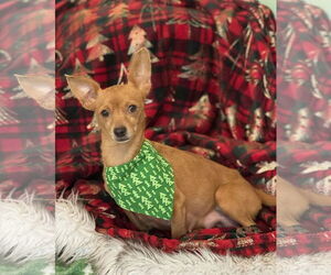 Chihuahua-Unknown Mix Dogs for adoption in Holly Springs, NC, USA
