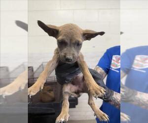 German Shepherd Dog-Unknown Mix Dogs for adoption in San Bernardino, CA, USA