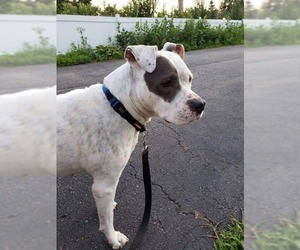 American Pit Bull Terrier Dogs for adoption in Rochester, NY, USA