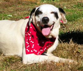 Dalmatian-Labrador Retriever Mix Dogs for adoption in Elizabeth City, NC, USA