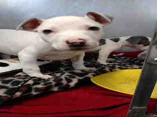 American Pit Bull Terrier-Unknown Mix Dogs for adoption in Bowling Green, OH, USA