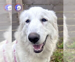 Great Pyrenees Dogs for adoption in Spring, TX, USA