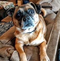 Pug Dogs for adoption in Hewitt, NJ, USA