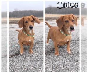 Dachshund-Unknown Mix Dogs for adoption in Tremont, IL, USA