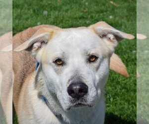 German Shepherd Dog-Huskies  Mix Dogs for adoption in Huntley, IL, USA
