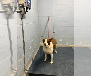 Border Collie Dogs for adoption in Woodland, CA, USA