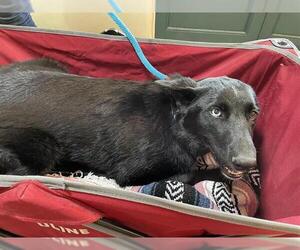 German Shepherd Dog-Unknown Mix Dogs for adoption in Pasadena, CA, USA