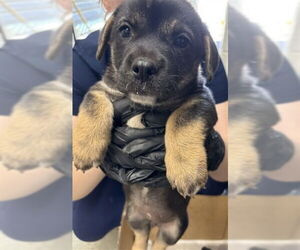 Euro Mountain Sheparnese Dogs for adoption in San Bernardino, CA, USA