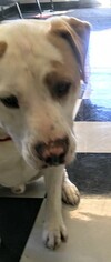 American Bulldog Dogs for adoption in Baileyton, AL, USA