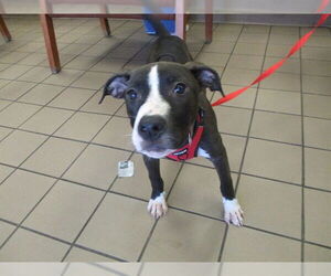 American Pit Bull Terrier-Unknown Mix Dogs for adoption in Ocala, FL, USA