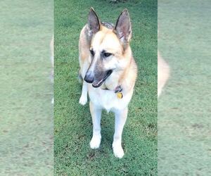 German Shepherd Dog Dogs for adoption in Prattville, AL, USA