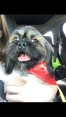 Shih Tzu Dogs for adoption in Dallas, TX, USA