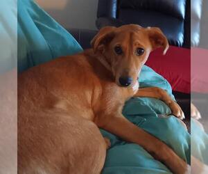 Labrador Retriever Dogs for adoption in San Antonio, TX, USA