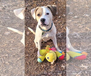 Medium Photo #1 Boxador Puppy For Sale in Arlington, VA, USA