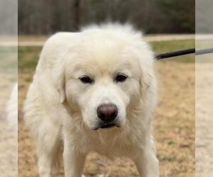 Great Pyrenees-Unknown Mix Dogs for adoption in Yardley, PA, USA