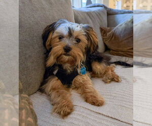 Mutt Dogs for adoption in Mundelein, IL, USA