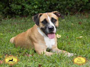 Medium Photo #1 American Bulldog Puppy For Sale in Green Cove Springs, FL, USA