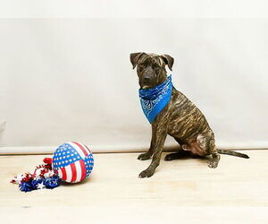 American Pit Bull Terrier-Unknown Mix Dogs for adoption in Sanford, FL, USA