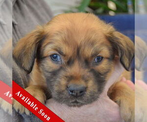 Boxador Dogs for adoption in Huntley, IL, USA