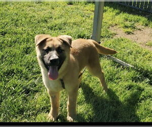 Akita-German Shepherd Dog Mix Dogs for adoption in Placerville, CA, USA
