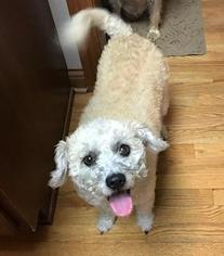Poodle (Miniature)-Unknown Mix Dogs for adoption in Farmersville, OH, USA