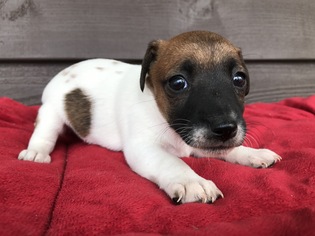 Jack Russell Terrier Dogs for adoption in Holden, MO, USA
