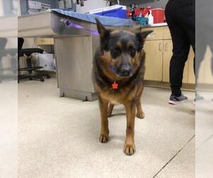 German Shepherd Dog Dogs for adoption in Riverside, CA, USA