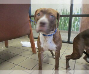 American Pit Bull Terrier Dogs for adoption in Ocala, FL, USA