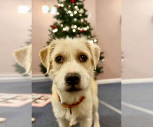 Mutt Dogs for adoption in Gloversville, NY, USA