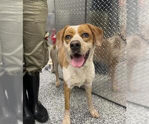 English Coonhound Dogs for adoption in Rosenberg, TX, USA